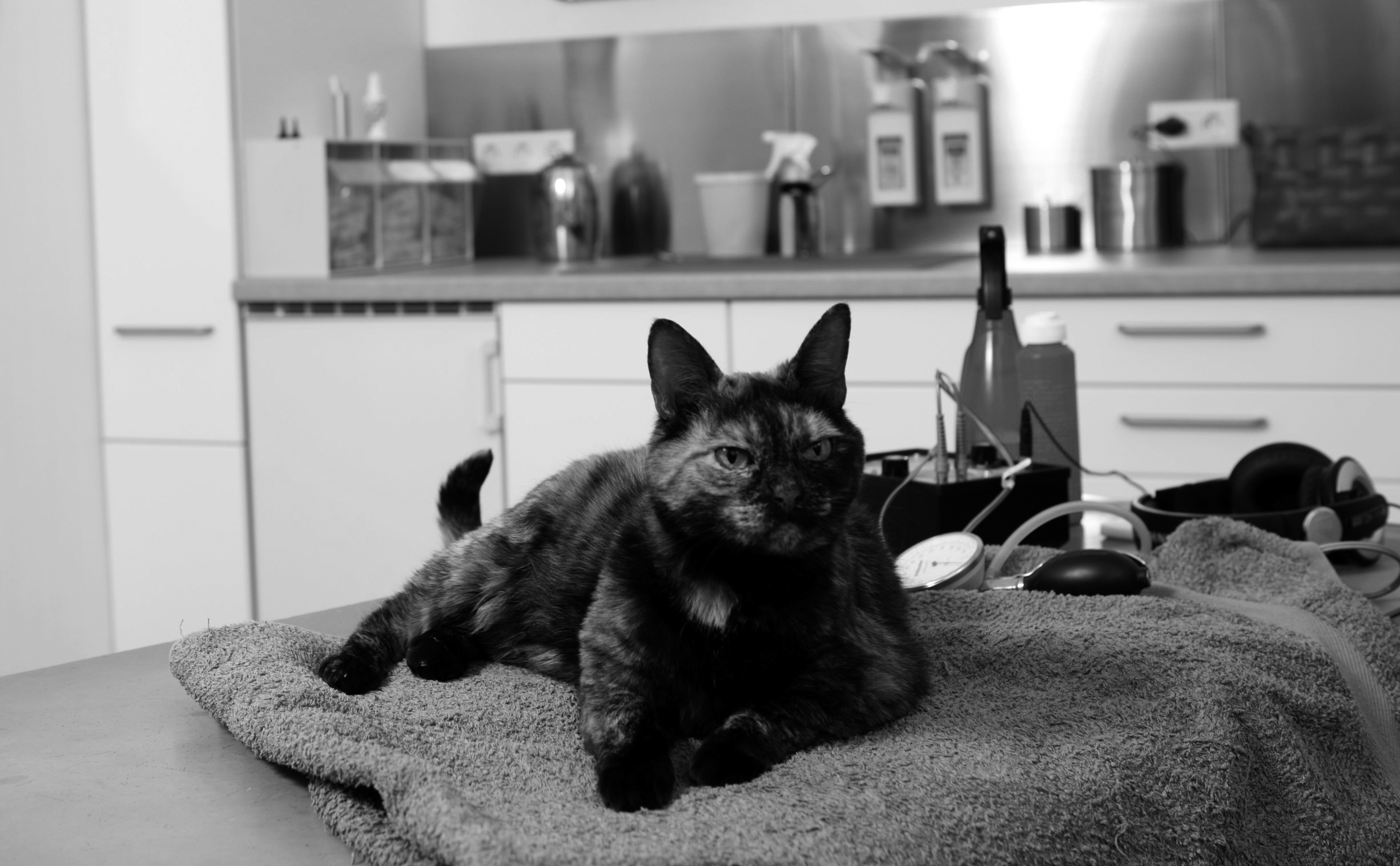 blutdruck-katzenpraxis